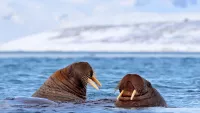 Svalbard is on Wendy Atkin-Smith's travel wishlist. Credit: Shutterstock