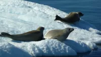 On Zodiacs you can quickly witness amazing seals up close. Credit: Seabourn