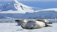 Best expedition cruises for abundant wildlife & impressive icebergs with Seabourn