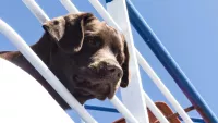 Dog-friendly cruises: Can you take a dog on a cruise?