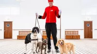 Cunard dogs min