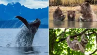 Shark cage diving & whale watching: Most incredible animals to see on Princess Cruises excursions