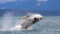 Humpback whale min