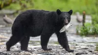 Black bear min