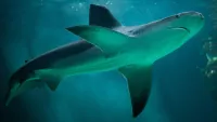 Shark min