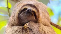 Sloth min 1