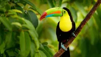 Toucan min