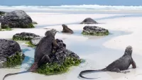 Galapagos Iguanas min