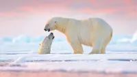Polar Bears Norway min
