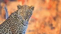 Cheetah shutterstock min