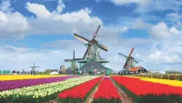 Tulips and windmills min