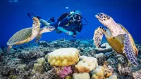 turtles
