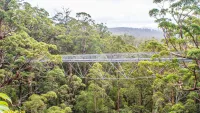 albany treetops