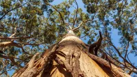 Karri tree