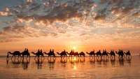 sunset camel