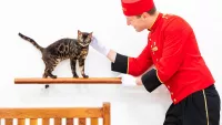 Cunard cat min