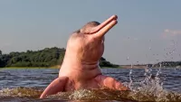 pink dolphin min