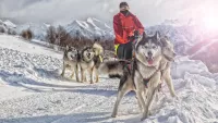 Dog sled min
