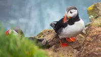 horned puffin hapag lloyd