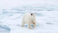 5 roaming animals during your cruise min