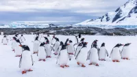 Swan hellenic penguins antarctic peninsula min