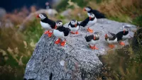 Admire adorable puffins. Credit: Shutterstock