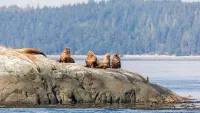 Meeting Alaska's remarkable inhabitants with Viking