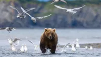 Holland America Line's extraordinary Alaska holidays for 2023