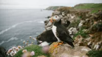 See if you can spot a puffin with Poseidon. Credit: Poseidon Expeditions