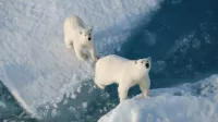 5 profile poseidon arctic