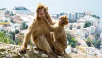 Gibraltar ape min