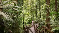 Daintree National Park