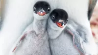 Five reasons to choose Seabourn for your next expedition voyage
