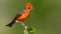 Vermilion flycatcher