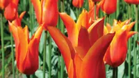 Experience Amsterdam's tulips this spring with Avalon Waterways. Credit: Avalon Waterways