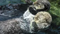 Priness cruises sea otters