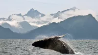 Princess cruises whales