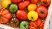Heritage tomatoes