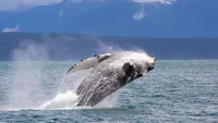 Humpback whale