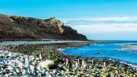A visit to Magdalena Island to see the Magellanic penguins is always a highlight. Credit: Shutterstock