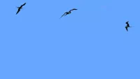 Frigatebirds can commonly be seen soaring both on and offshore in Antigua and Barbuda. Credit: Shutterstock