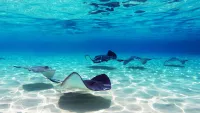 Swimming with the Cayman Islands’ most famous residents – southern stingrays – is a must. Credit: Shutterstock