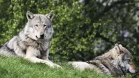 Southampton Wolves