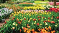 Netherlands Keukenhof Flowers