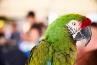 Parrots of the Caribbean on board Princess Cruises tropical sailing