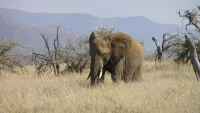 Africa