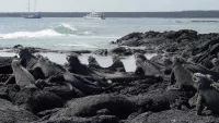The Galapagos Islands are South America's best wildlife holiday. Credit: Avalon Waterways