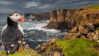 Shetland Puffin