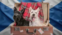 Scotland Doggos Scottish