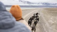 Hurti dogs